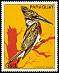Amazon Kingfisher Chloroceryle amazona  1983 South American birds 