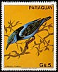 Red-legged Honeycreeper Cyanerpes cyaneus  1983 South American birds 