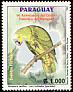 Turquoise-fronted Amazon Amazona aestiva  2003 Parrots 