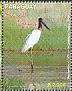 Jabiru Jabiru mycteria