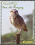 Burrowing Owl Athene cunicularia  2013 Birds 