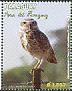 Burrowing Owl Athene cunicularia