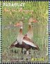 Black-bellied Whistling Duck Dendrocygna autumnalis