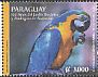 Blue-and-yellow Macaw Ara ararauna  2014 Asuncion Zoo 