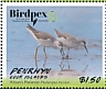 Wilson's Phalarope Phalaropus tricolor