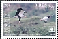 Secretarybird Sagittarius serpentarius  2018 Birds of prey White frames