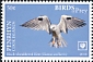 Black-shouldered Kite Elanus axillaris  2018 Birds of prey White frames
