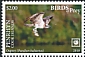 Western Osprey Pandion haliaetus  2018 Birds of prey White frames