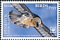Bearded Vulture Gypaetus barbatus  2018 Birds of prey White frames