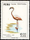 Chilean Flamingo Phoenicopterus chilensis