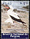 Nazca Booby Sula granti