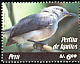 Iquitos Gnatcatcher Polioptila clementsi  2006 Birds 