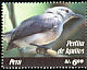 Iquitos Gnatcatcher Polioptila clementsi