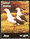 Andean Goose Chloephaga melanoptera  2006 Birds 