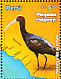 Puna Ibis Plegadis ridgwayi