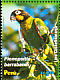 Orange-cheeked Parrot Pyrilia barrabandi