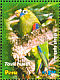 Scarlet-shouldered Parrotlet Touit huetii  2006 Parrots Sheet