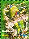 Scarlet-shouldered Parrotlet Touit huetii