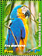 Blue-and-yellow Macaw  Ara ararauna