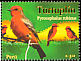 Vermilion Flycatcher Pyrocephalus obscurus  2007 Birds 