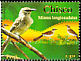 Long-tailed Mockingbird Mimus longicaudatus  2007 Birds 