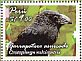 Groove-billed Ani Crotophaga sulcirostris