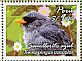 Slender-billed Finch Xenospingus concolor  2014 Birds of Peru Sheet