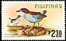 Azure-breasted Pitta Pitta steerii  1979 Birds 