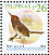 Ashy Tailorbird Orthotomus ruficeps  2009 Birds 