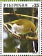 Warbling White-eye Zosterops japonicus