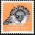 Philippine Eagle Pithecophaga jefferyi