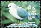 Grey Noddy Anous albivitta  1995 Birds 