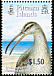 Bristle-thighed Curlew Numenius tahitiensis