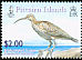 Bristle-thighed Curlew Numenius tahitiensis