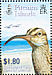 Bristle-thighed Curlew  Numenius tahitiensis