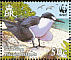 Sooty Tern Onychoprion fuscatus