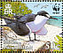 Sooty Tern  Onychoprion fuscatus