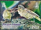 Pitcairn Reed Warbler Acrocephalus vaughani  2019 Pitcairn Reed Warbler 