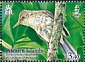 Pitcairn Reed Warbler Acrocephalus vaughani