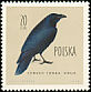 Northern Raven Corvus corax  1960 Birds 