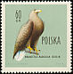 White-tailed Eagle Haliaeetus albicilla  1960 Birds 