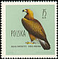 Golden Eagle Aquila chrysaetos  1960 Birds 