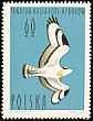 Western Osprey Pandion haliaetus  1964 Birds 