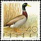 Mallard Anas platyrhynchos  1970 Game birds 