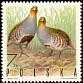 Grey Partridge Perdix perdix  1970 Game birds 