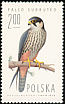 Eurasian Hobby Falco subbuteo  1975 Birds of prey 