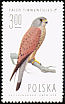 Common Kestrel Falco tinnunculus  1975 Birds of prey 