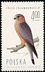 Merlin Falco columbarius  1975 Birds of prey 