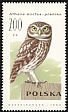 Little Owl Athene noctua  1990 Owls 