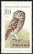 Little Owl Athene noctua